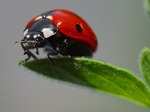 ladybug-3558_150
